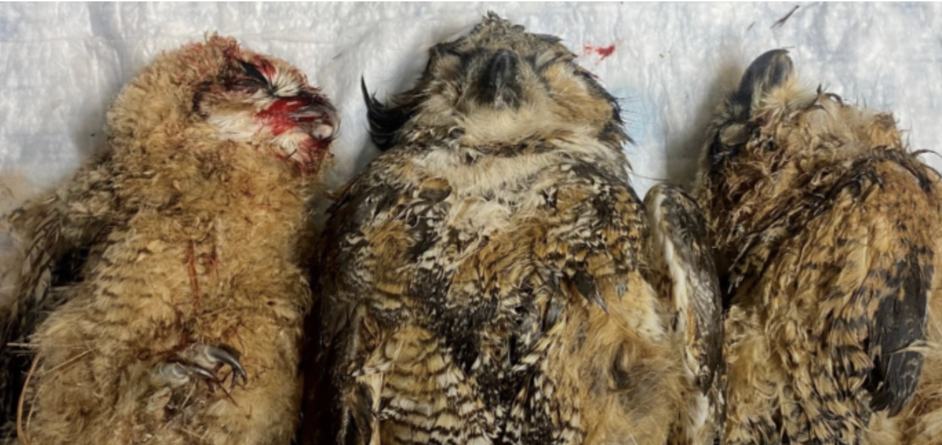 Rodenticide poisoning poses threat to New Hampshire wildlife